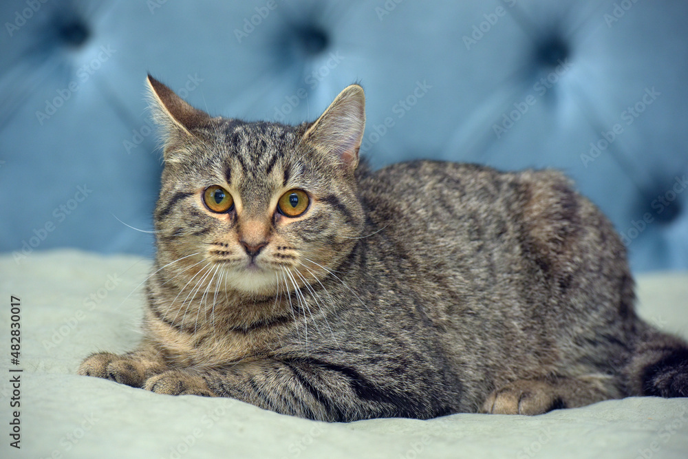 cute tabby brown cat european shorthair cute tabby brown cat european shorthair