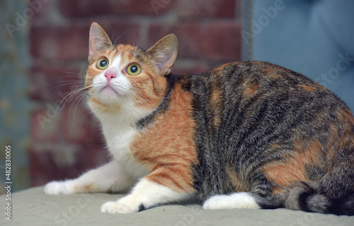 shorthair cute tricolor cat on the sofa © Evdoha
