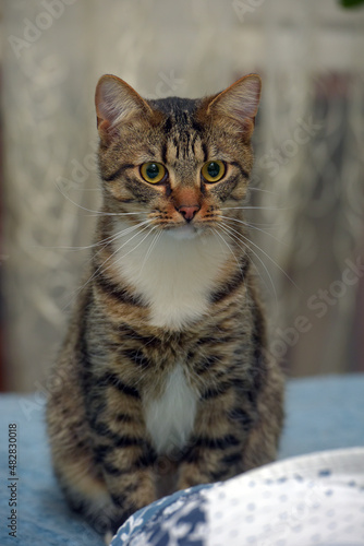 tabby white-breasted cat european shorthair