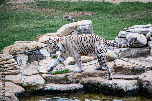 Fototapeta Naklejka Na Ścianę i Meble -  A rare White Bengal Tiger stalks around a water hole. This unusual condition is caused by faulty pigmentation .
