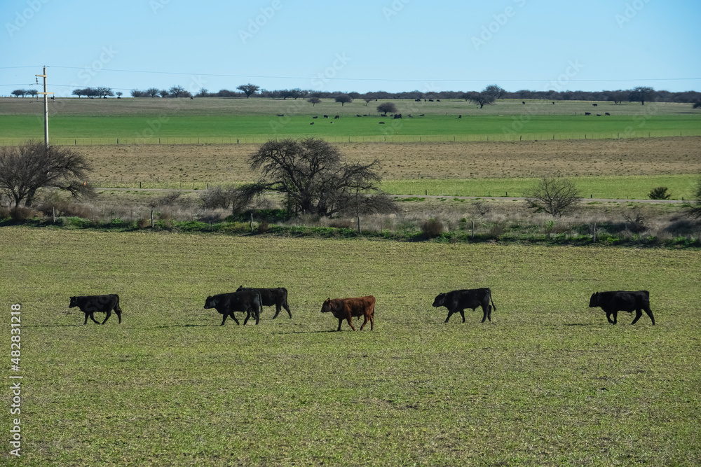 Cattle in pampas countryside, La Pampa, Argentina. Cattle in pampas countryside, La Pampa, Argentina.