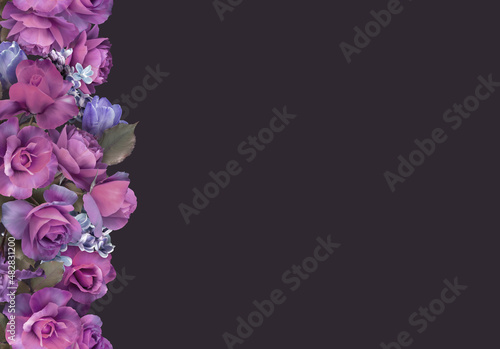Floral banner  header with copy space. Purple roses isolated on dark background. Natural flowers wallpaper or greeting card.