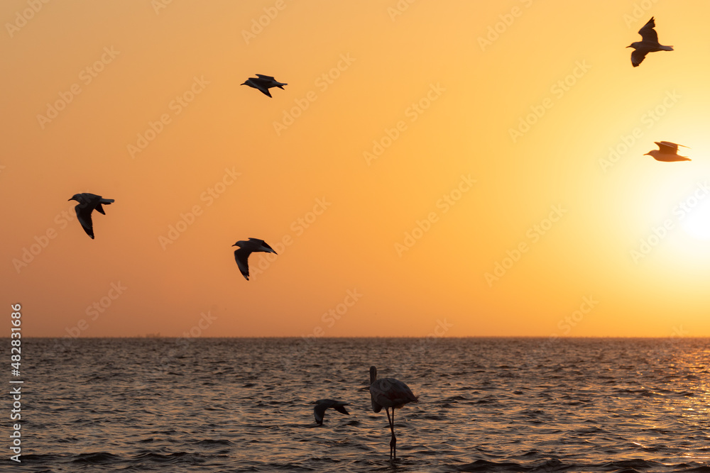 Bandada de pájaros volando en el atardecer