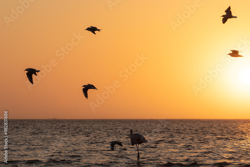 Bandada de p  jaros volando en el atardecer