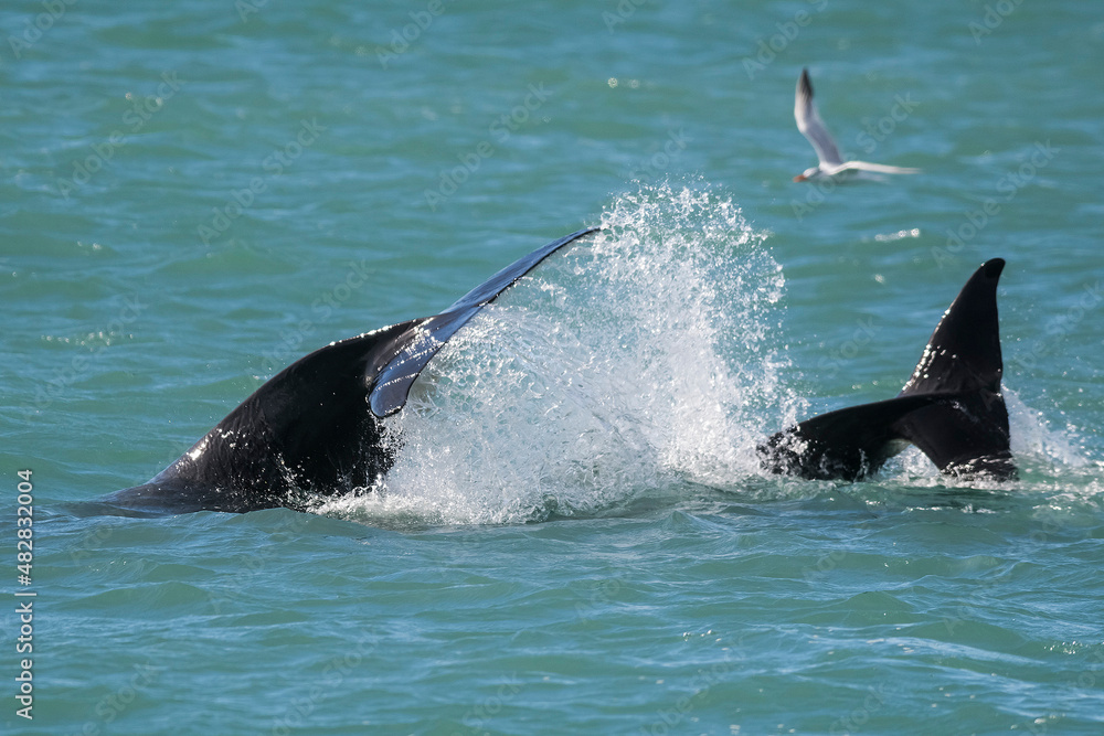 Fototapeta premium Killer whale hunting sea lions,Peninsula Valdes, Patagonia Argentina