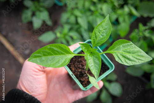 young pepper sprout.green paprika sprout in a man's hand. Close-up.