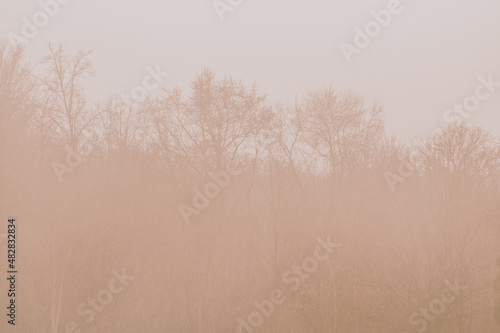 Barren trees in the fog with warm light of dawn
