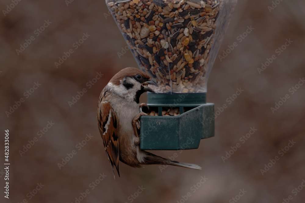 Naklejka premium Karmnik