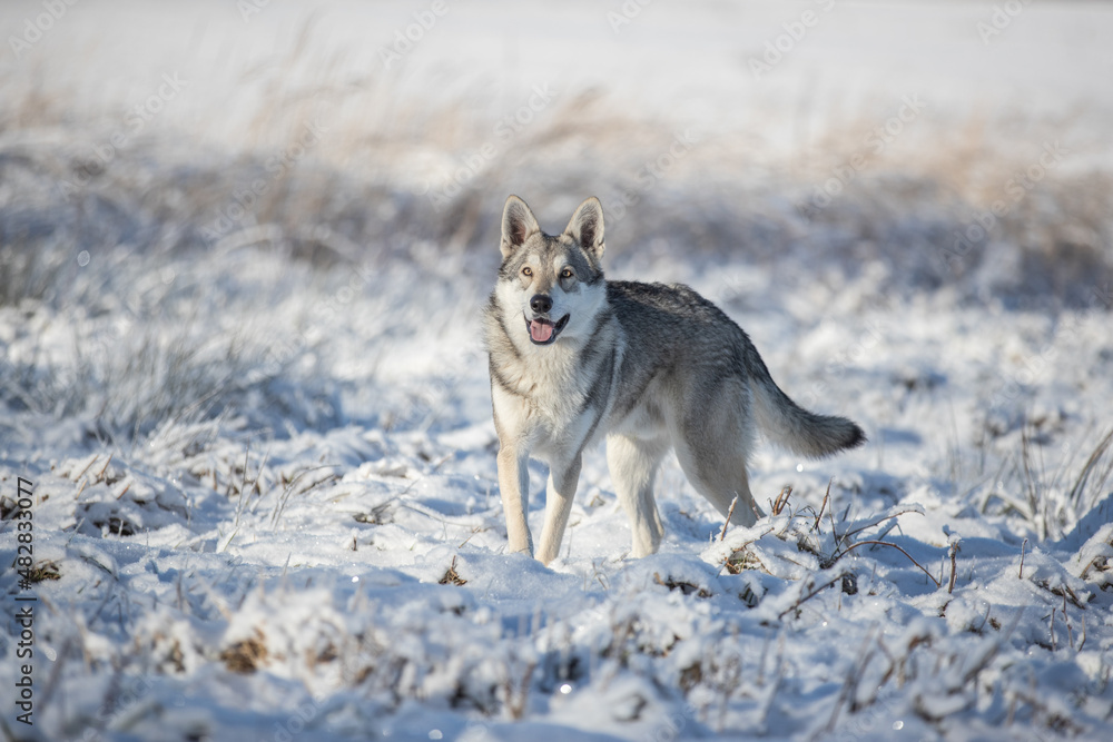 Fototapeta premium Saarloos wolf dog in snow winter animal