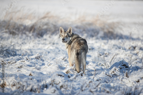 Saarloos wolf dog in snow winter animal