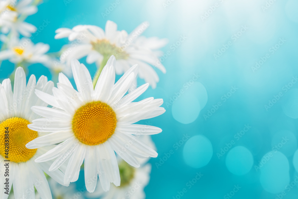 Flowering daisies on a blue background Flowering daisies on a blue background