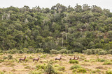 Three small herd of Blesbok in a valley against a backdrop of  trees in the Eastern Cape, South Africa
