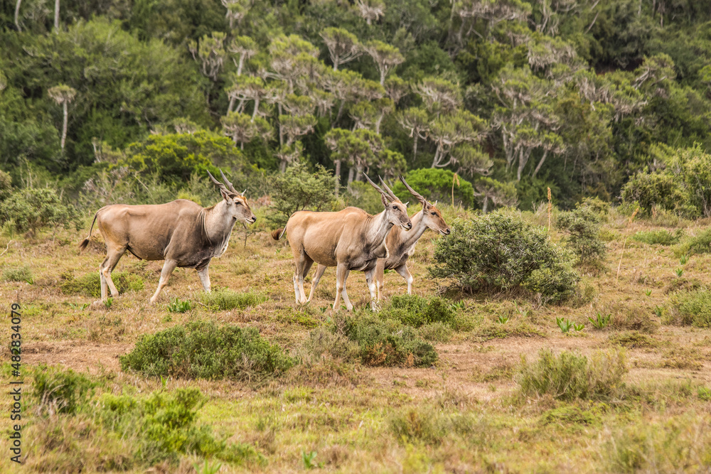 Three adult Elands make their way across the valley against a backdrop of Euphorbia trees in the Eastern Cape, South Africa Three adult Elands make their way across the valley against a backdrop of Euphorbia trees in the Eastern Cape, South Africa