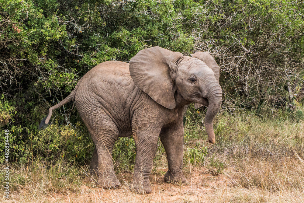 A young Elephant calf playfully cavorting in the Eastern Cape, South Africa