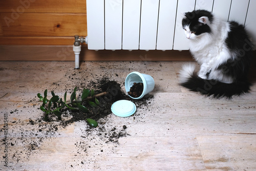 Domestic cat broke a houseplant pot and looks guilty. The concept of damage from pets