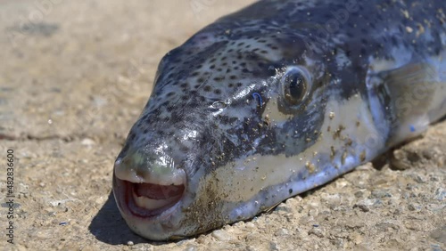 4K.Live Puffer on land.Lagocephalus sceleratus is referred to by these names: pufferfish, puffers, balloonfish, blowfish, bubblefish, globefish, swellfish, sea squab, porcupinefish.Invader reaver. photo