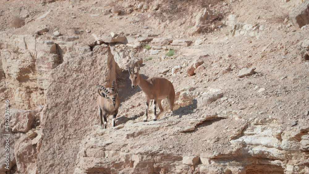 Nubian Ibex (Capra nubiana) Male and female in a courtship display Nubian Ibex (Capra nubiana) Male and female in a courtship display