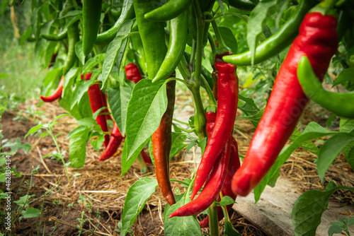 Billede på lærred Red hot chili peppers close-up