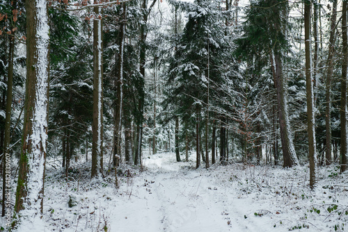 Dukt leśny w wysokim świerkowym lesie w zimowej scenerii, pokryty warstwą śniegu.