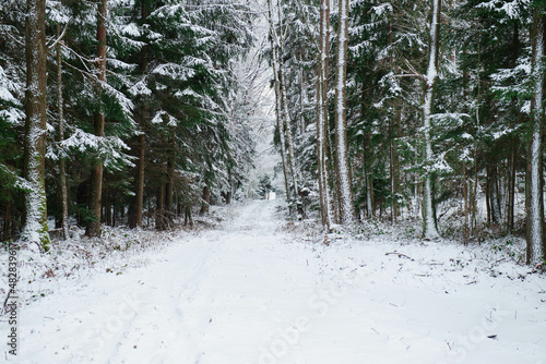 Fototapeta Naklejka Na Ścianę i Meble -  Dukt leśny w wysokim świerkowym lesie w zimowej scenerii, pokryty warstwą śniegu.