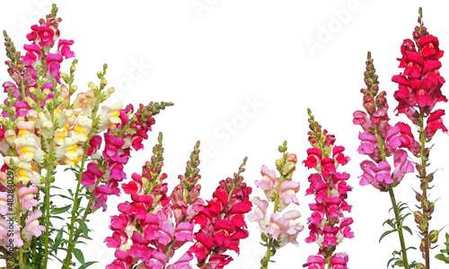 Bright colorful snapdragon flowers isolated on white