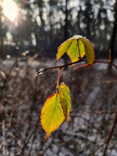 Frozen yellow autumn leaves in winter forest
