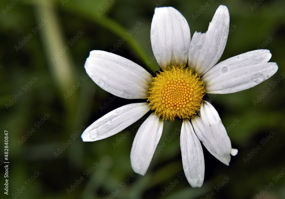 Close-up of a white daisy with raindrops on the petals with a blurred green background. Close-up of a white daisy with raindrops on the petals with a blurred green background.