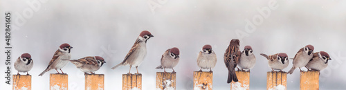 a lot of funny little birds are sitting in the garden on the fence