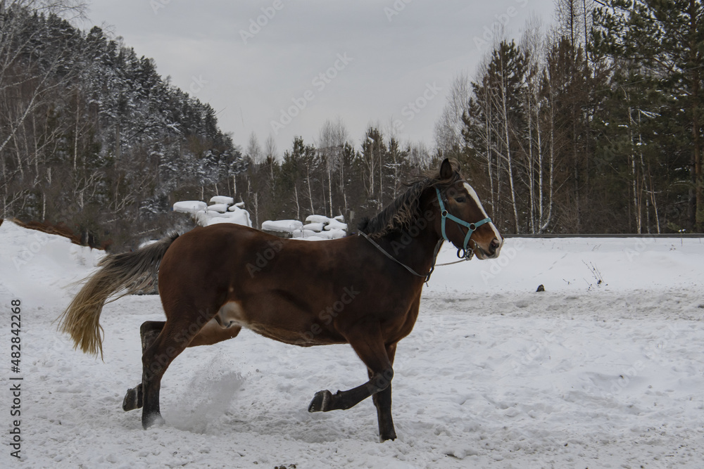 a horse running through the snow a horse running through the snow