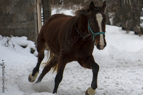 a horse running through the snow © Алексей Линник