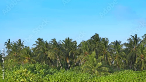 Wallpaper Mural Coconut palm trees in tropic island. . Green palm tree on blue sky background. View of palm trees against sky. Beach on the tropical island. Palm trees at sunlight. Shot on Gimbal high quality slow Torontodigital.ca