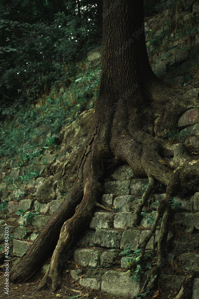 tree long roots from ancient stone ruins of civilization from the East region of Eurasia, shadow moody vertical photo