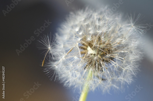 Dandelion seeds close-up