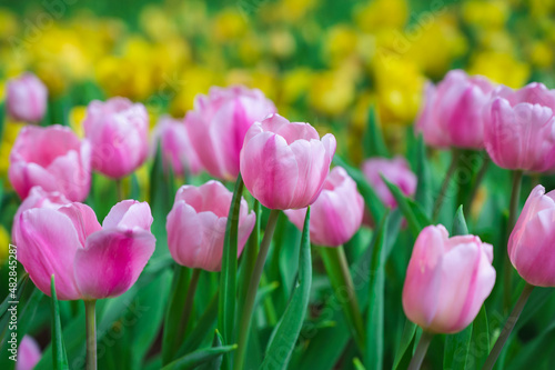 Flowering beautiful pink tulips in garden