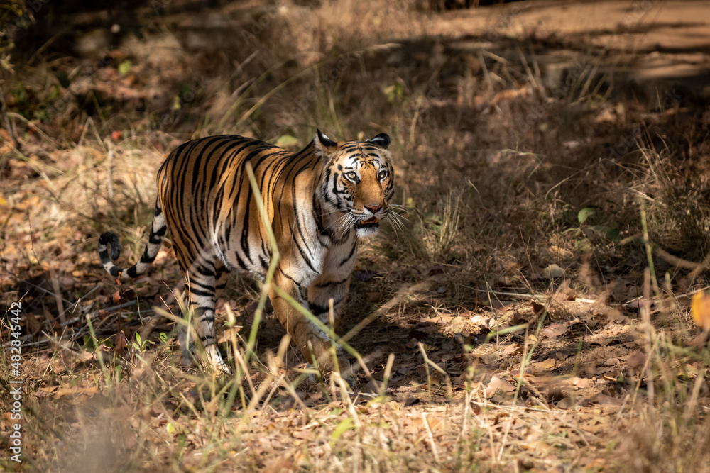 Wild royal bengal female tiger on prowl for territory marking in morning outdoor jungle safari at bandhavgarh national park or tiger reserve madhya pradesh india - panthera tigris tigris Wild royal bengal female tiger on prowl for territory marking in morning outdoor jungle safari at bandhavgarh national park or tiger reserve madhya pradesh india - panthera tigris tigris