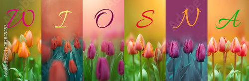 Wiosna napis, wiosenny baner tulipany © meegi