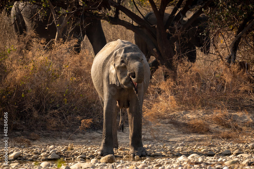 wild indian elephant or tusker in action drinking water or quenching thirst at dhikala zone of jim corbett national park uttarakhand india asia - Elephas maximus indicus photo