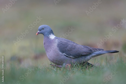 Wood pigeon Columba palumbus in close view on ground
