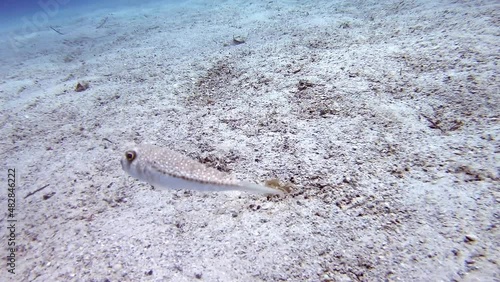 4K.A puffer fish on underwater sandy ocean floor.Lagocephalus sceleratus is referred to by these names: pufferfish puffers balloonfish blowfish bubblefish globefish swellfish sea squab porcupinefish.