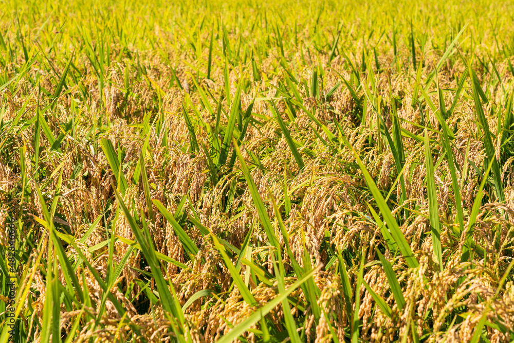 収穫前の田んぼ　豊に実るお米