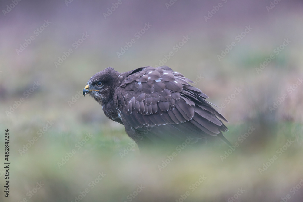Fototapeta premium Common Buzzard Buteo buteo in close view