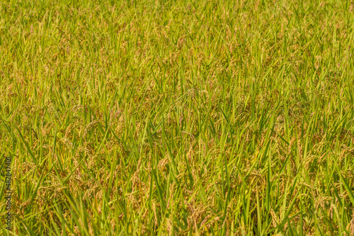 収穫前の田んぼ 豊に実るお米