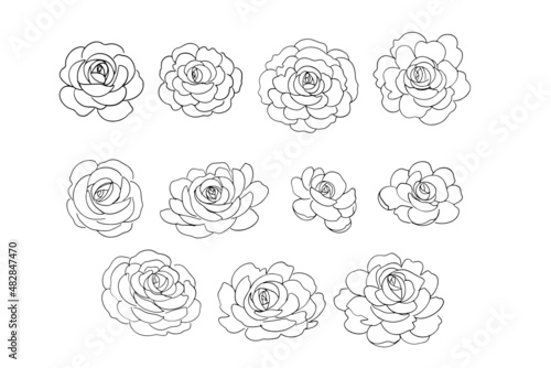 handrawn flower line art
