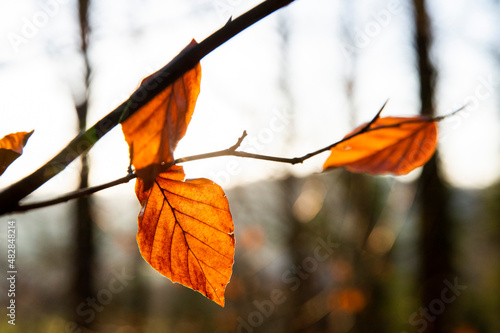 leaves of a beech