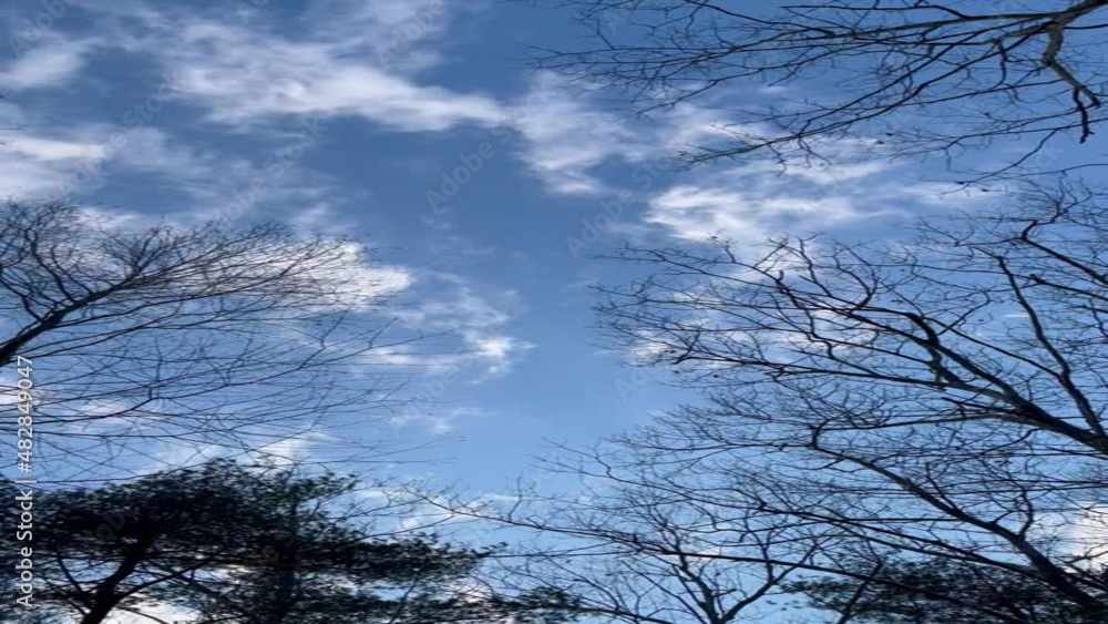 Winter Cloud Drift Blue Sky & Bare Trees Winter Cloud Drift Blue Sky & Bare Trees