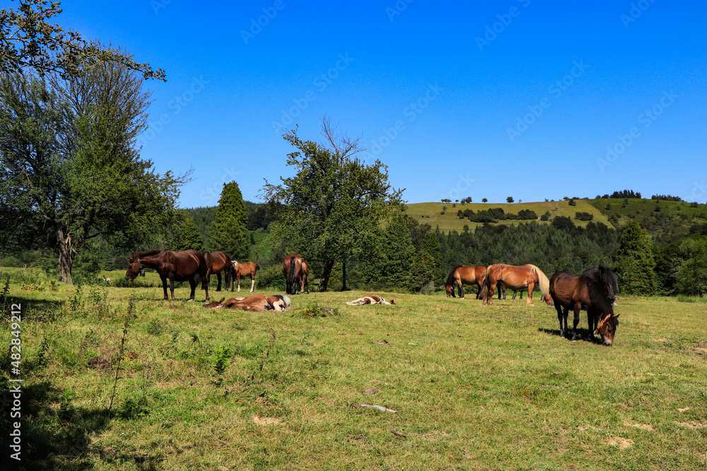 Caballos en el monte