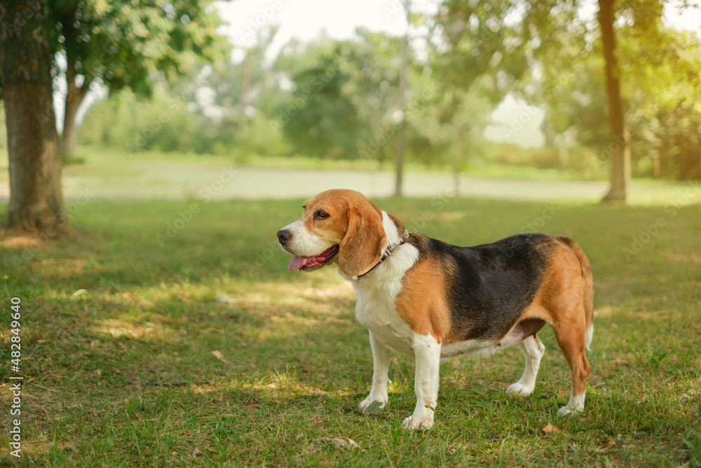 Thoroughbred hunting dog beagle in the park looks aside copy space. 