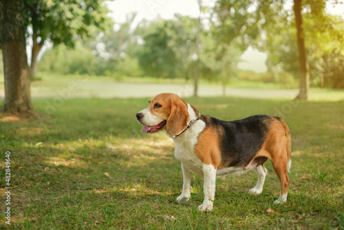 Thoroughbred hunting dog beagle in the park looks aside copy space. 