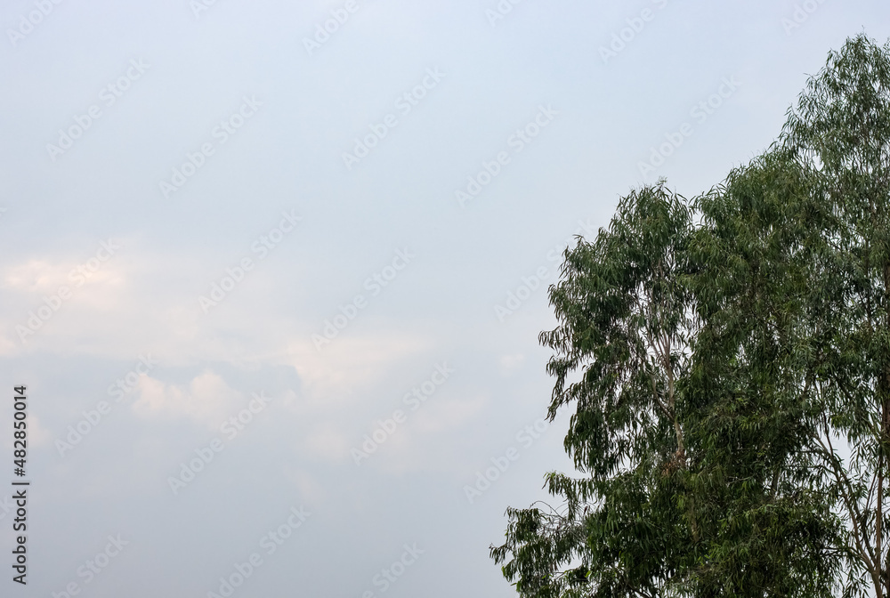 Eucalyptus tree under the clean blue sky with copy space before the evening Eucalyptus tree under the clean blue sky with copy space before the evening