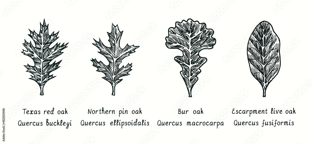 Leaves oak collection.Texas Red Oak (Quercus buckleyi), Northern pin oak (Quercus ellipsoidalis),Bur oak (Quercus macrocarpa), Escarpment live oak (Quercus fusiformis). Ink doodle drawing